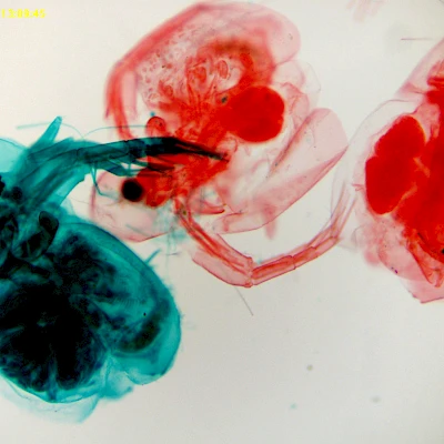 EXCCD Series C-mount USB2.0 CCD Camera image 19