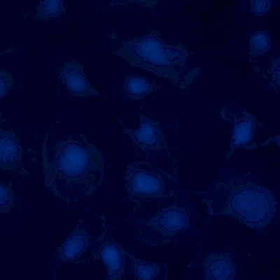 Blue Fluorescent Image