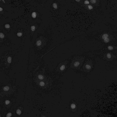 Blue Fluorescent Image