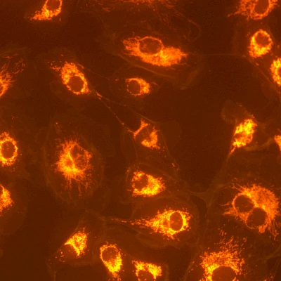 Red Fluorescent Image
