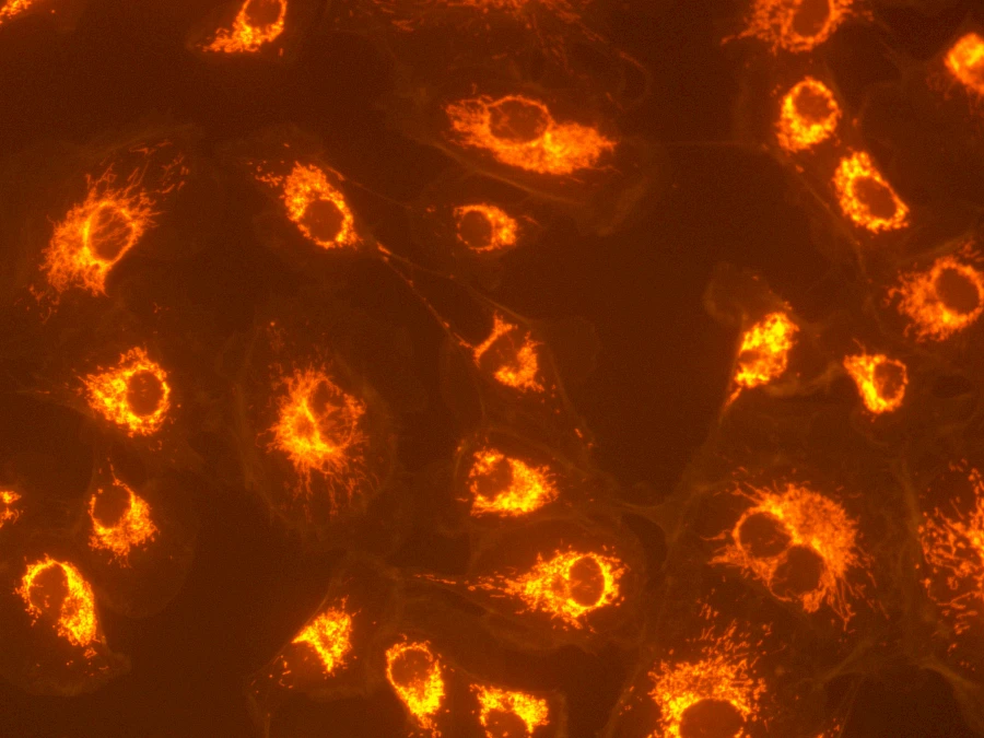 Red Fluorescent Image