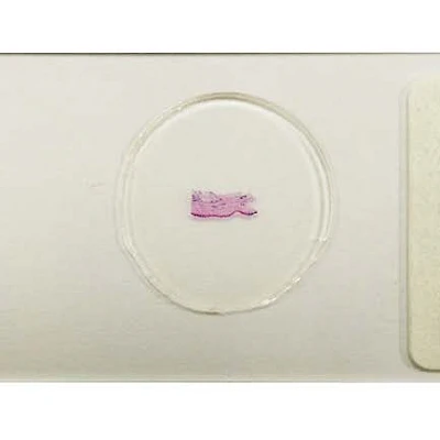 Human Skin Sweat Gland sec.