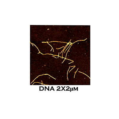 DNA