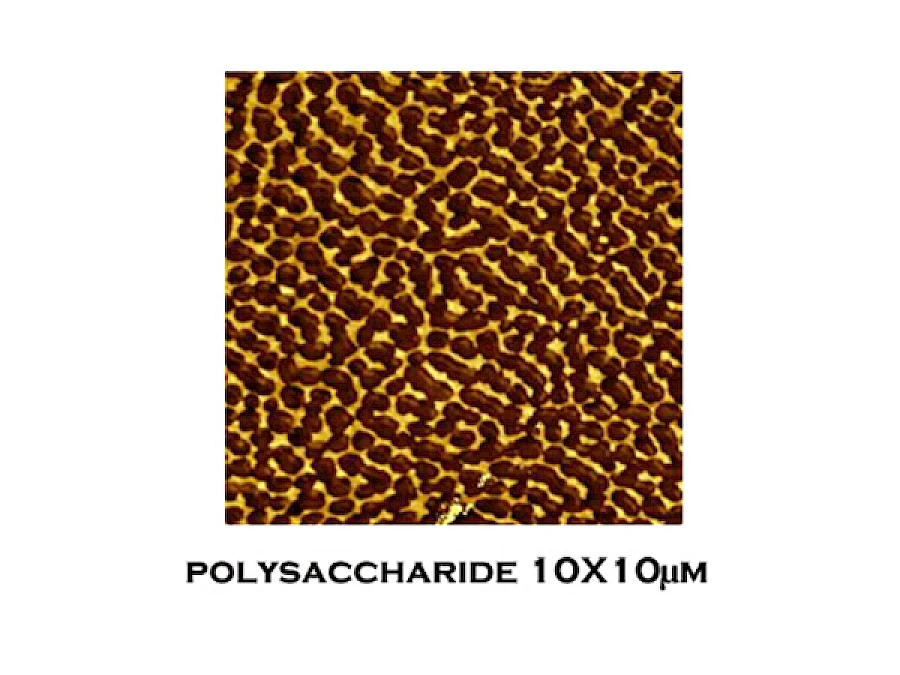 polysaccharide