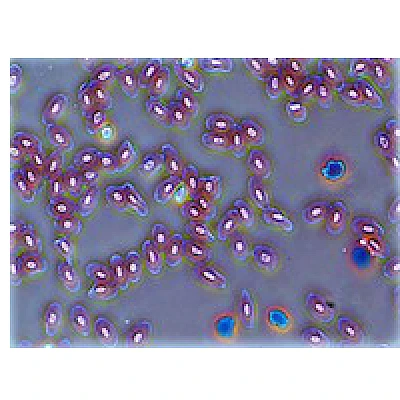 Phase Contrast Photo