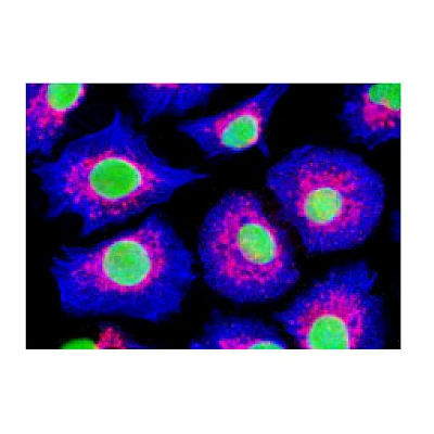 Fluorescent Observe