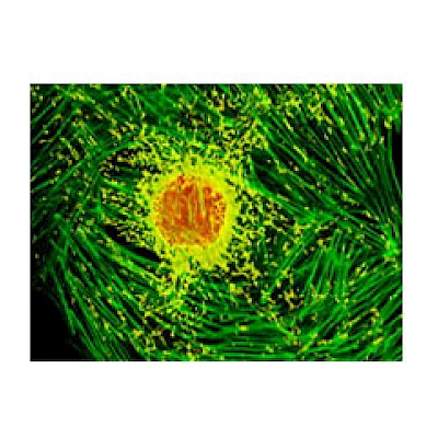 Fluorescent Observe