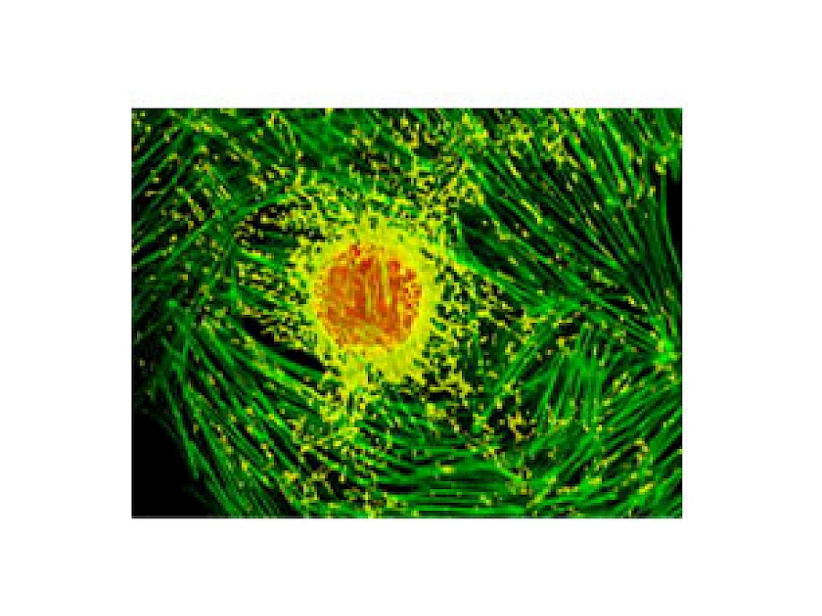 Fluorescent Observe