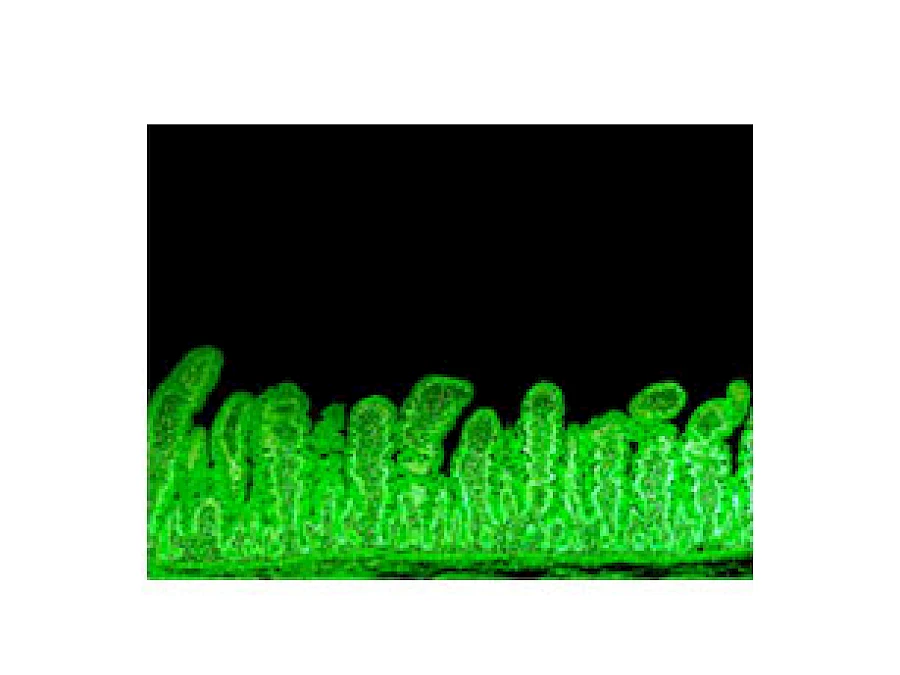 Fluorescent Observe