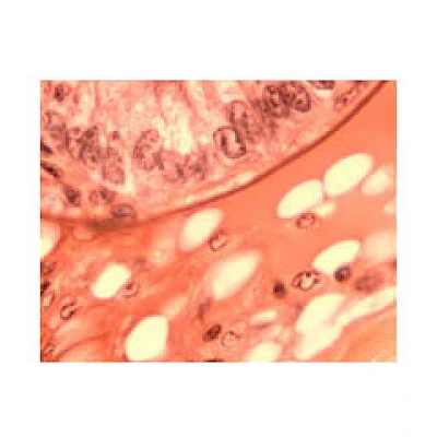 VMB200I 100X-400X Inverted Biological Microscope with Pendulum Rotate Condenser image 8