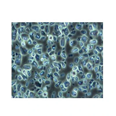 VMB200I 100X-400X Inverted Biological Microscope with Pendulum Rotate Condenser image 9