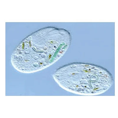 DIC Phase Contrast Observe