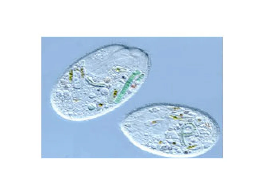 DIC Phase Contrast Observe