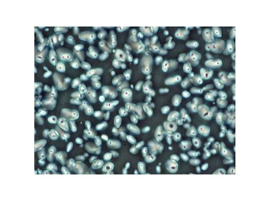 Negative Phase Observe