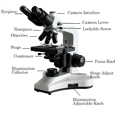 Structure of BL-123T Biological Microscope