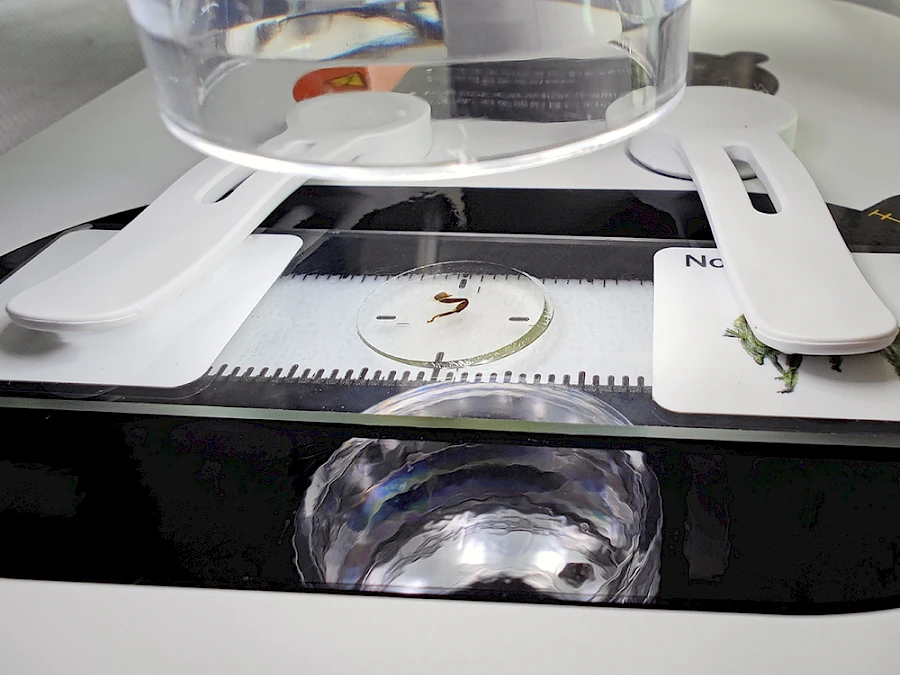 Specimen Clips of M1