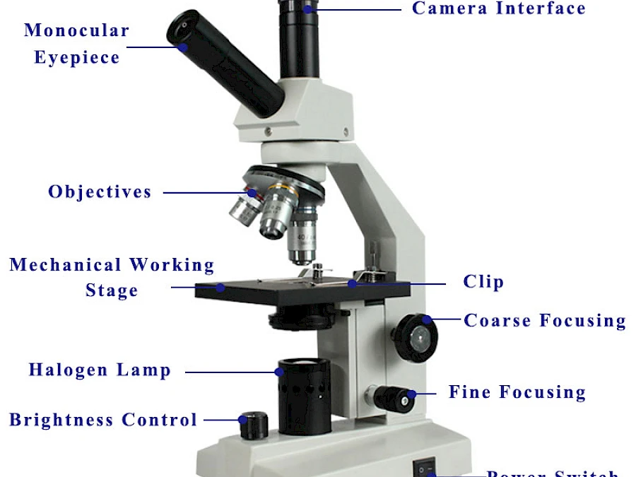 Structure of BL-30D Biological Microscope