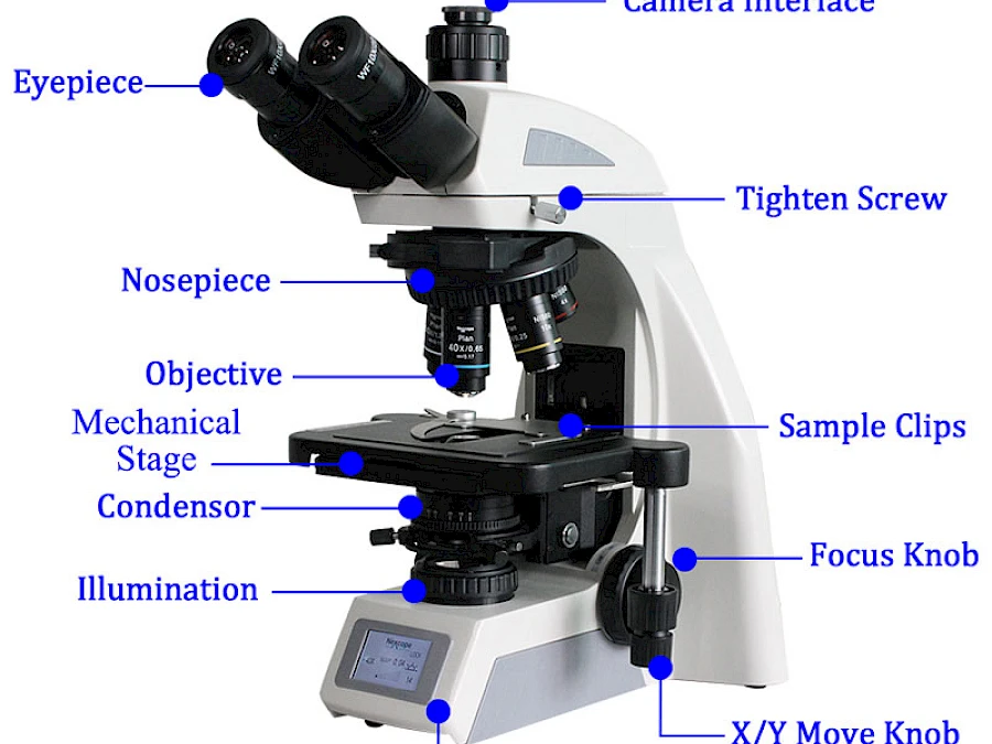 Structure of BL-620T Trinocular Biological Microscope