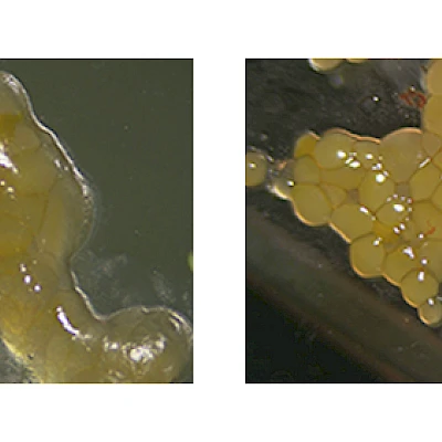 Fish Roe Samples under Different Light Sources