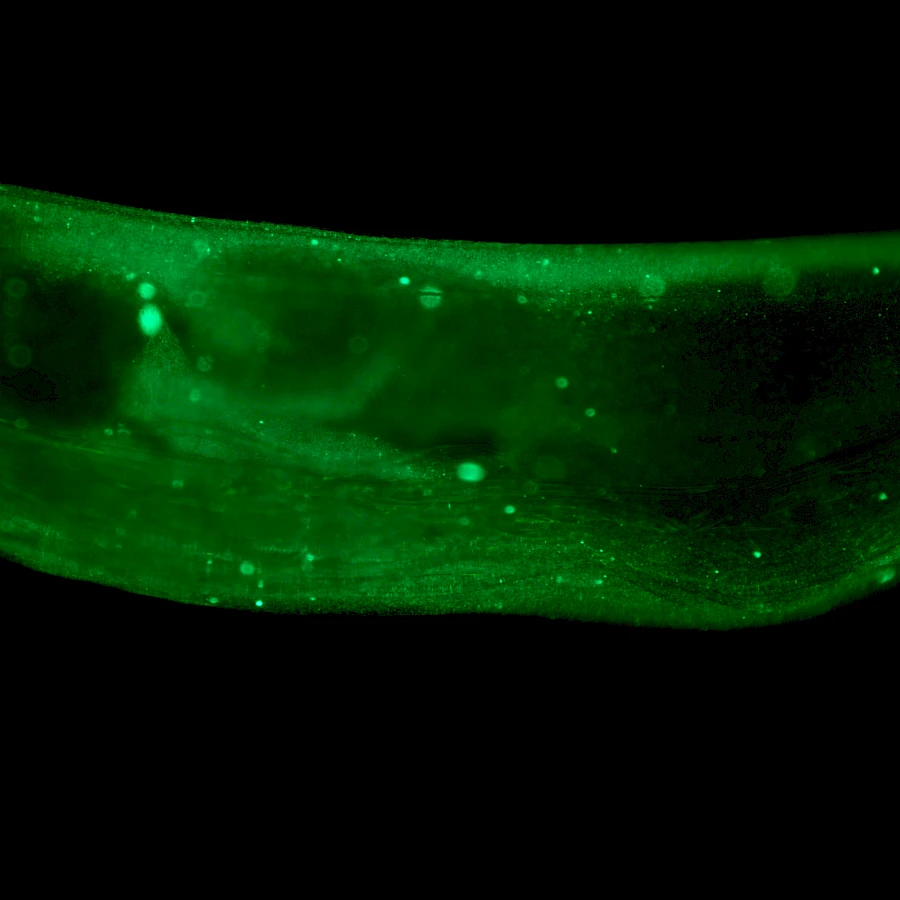 Captured using the VMF400I Inverted Epi-Fluorescence Microscope