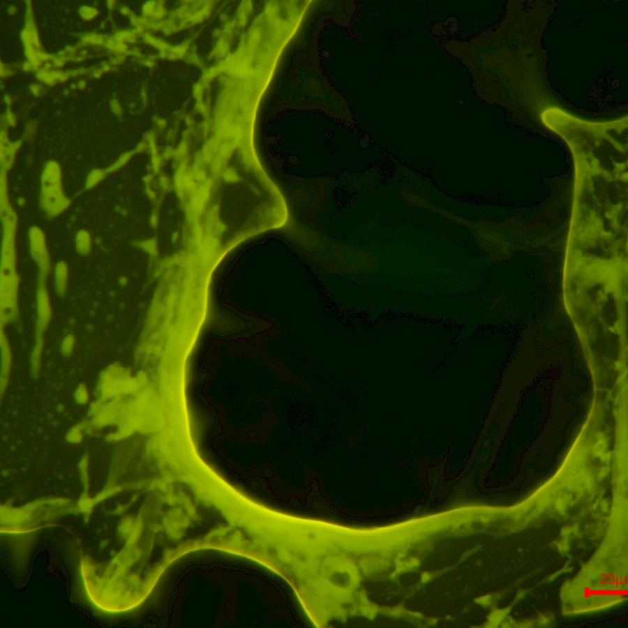 Photograph of modified asphalt captured using the VMF20A fluorescence microscope