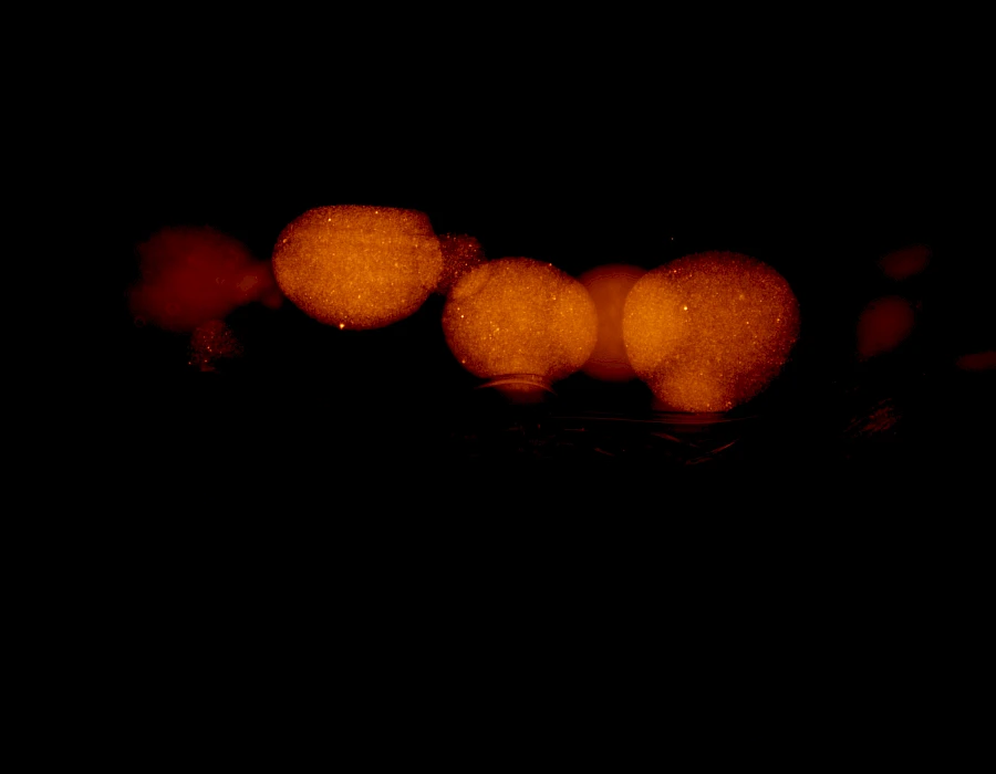 Captured using the VMF400I Inverted Epi-Fluorescence Microscope