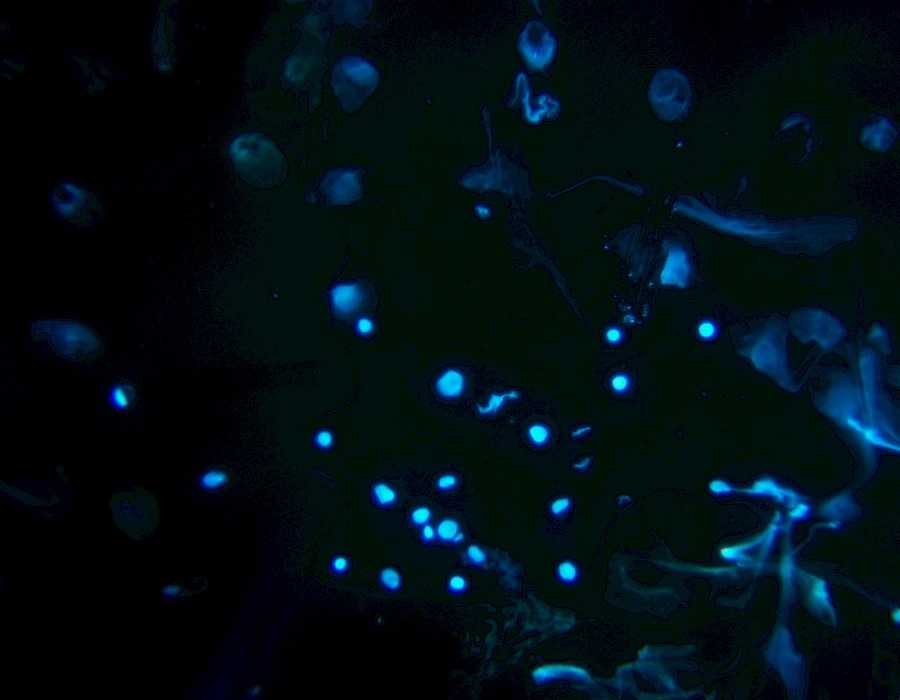 Images captured using the MTR3 series cooled camera and fluorescence microscopy system