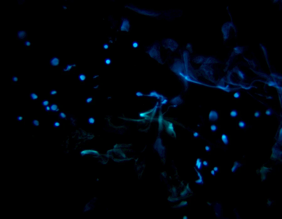 Images captured using the MTR3 series cooled camera and fluorescence microscopy system