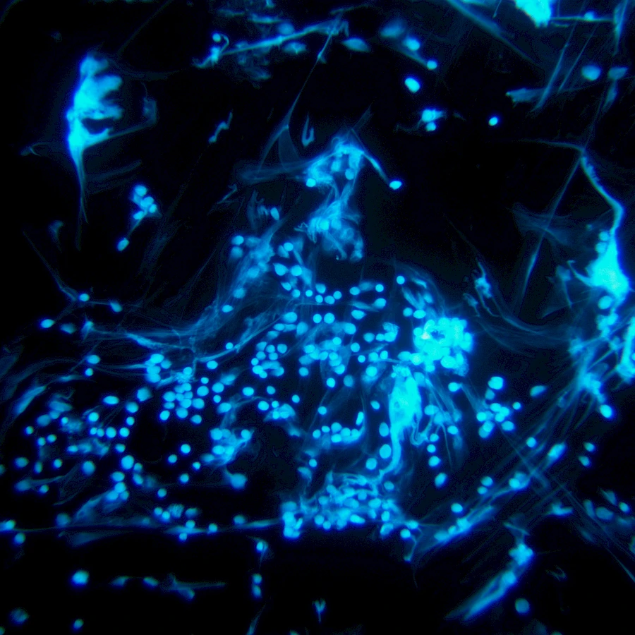 Images captured using the MTR3 series cooled camera and fluorescence microscopy system