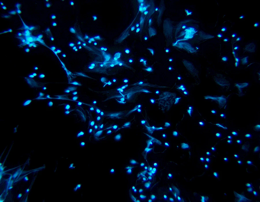 Images captured using the MTR3 series cooled camera and fluorescence microscopy system