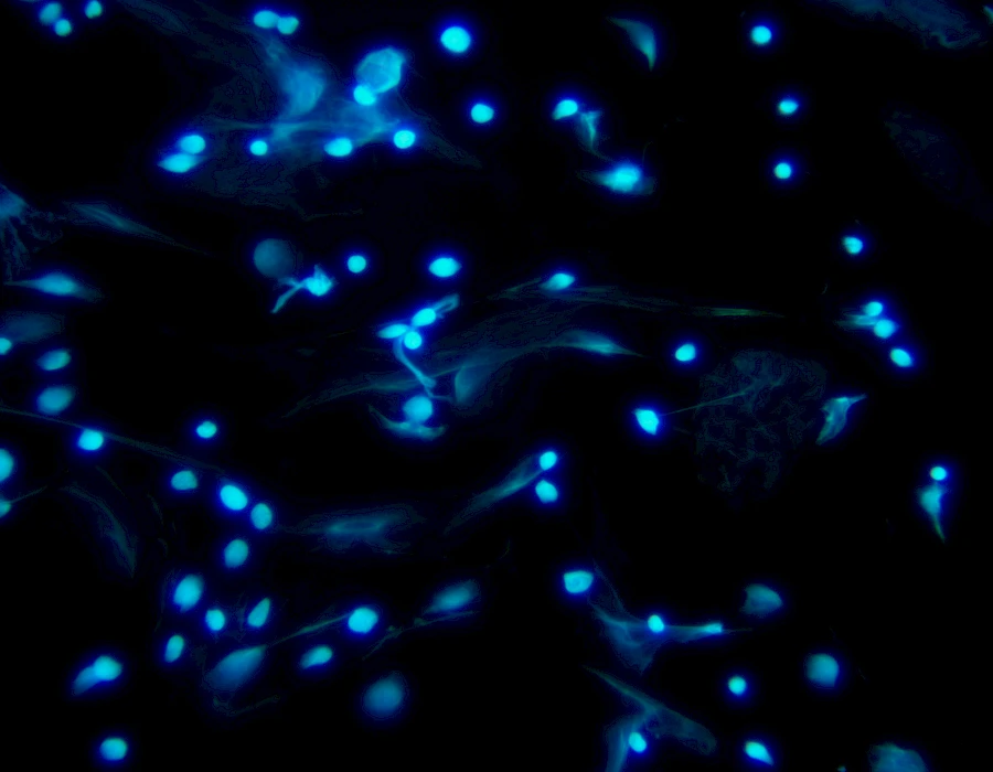 Images captured using the MTR3 series cooled camera and fluorescence microscopy system