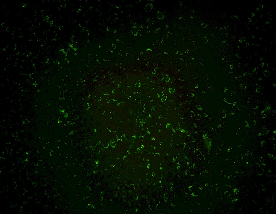 Images captured using the MTR3 series cooled camera and fluorescence microscopy system