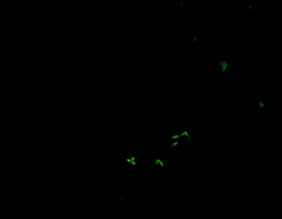 Images captured using the MTR3 series cooled camera and fluorescence microscopy system