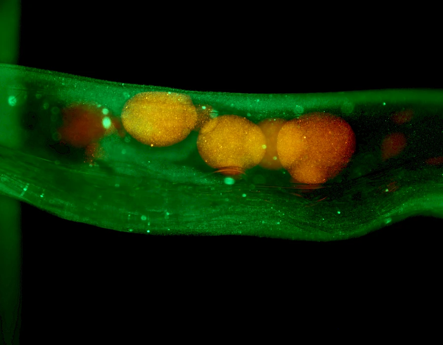 Captured using the VMF400I Inverted Epi-Fluorescence Microscope