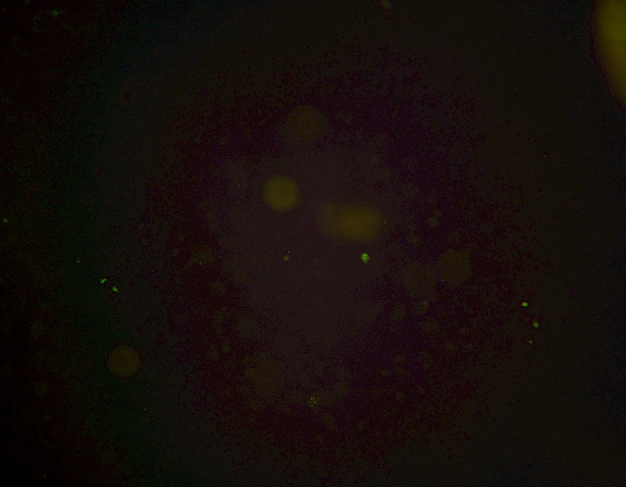 Images captured using the MTR3 series cooled camera and fluorescence microscopy system